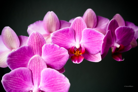 Gegroupeerde orchideeën