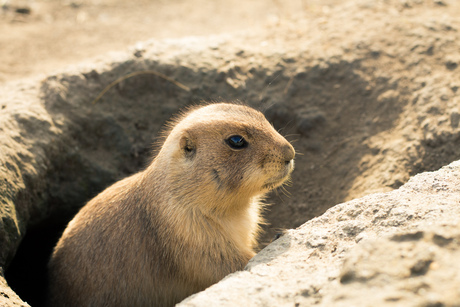 Schattig Prairiehondje