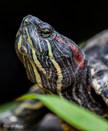 RoodwangSchildpad