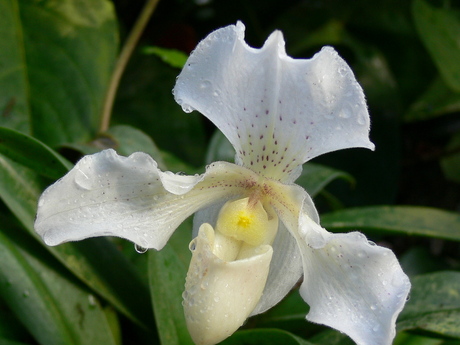 Orchidee5