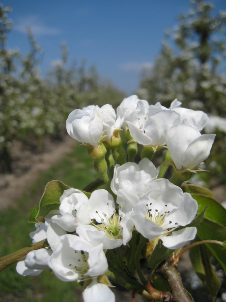 fruitboom in bloei