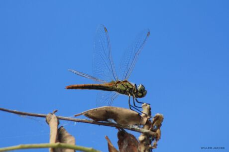 Tropical Dragon Fly