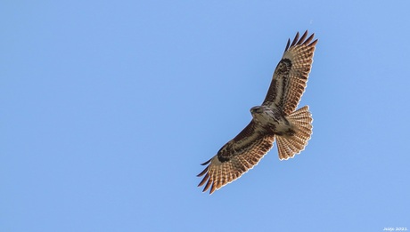 Buizerd.