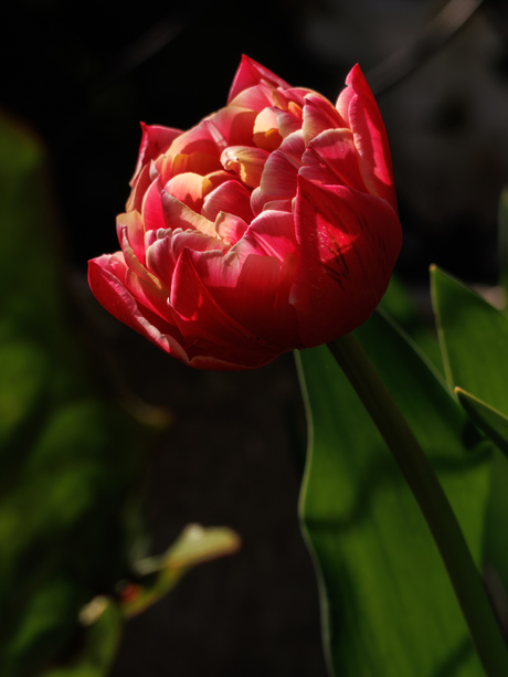 Tulp