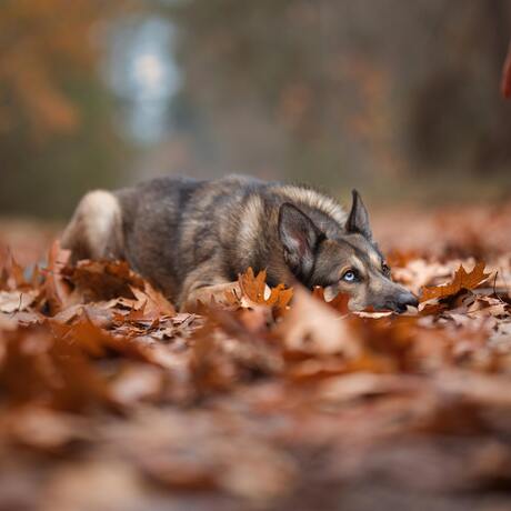 Duitse herder temidden van herfstbladeren