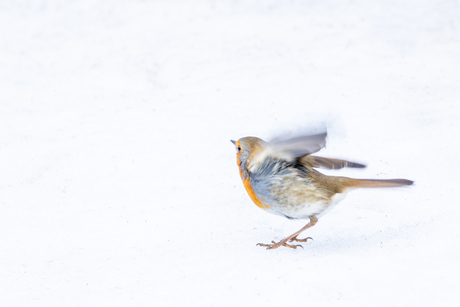 Roodborstje in de sneeuw
