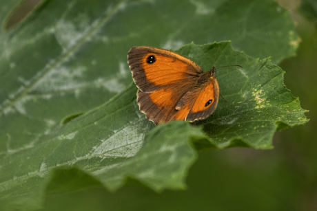 Oranje zandoogje
