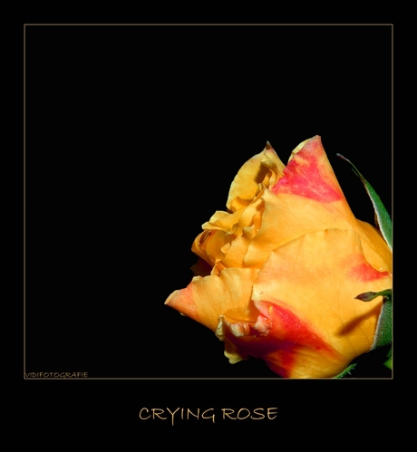 Crying rose