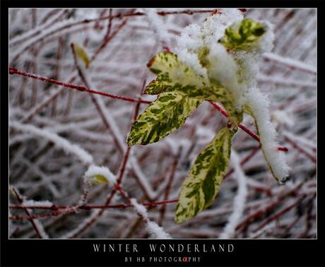 HB Winter Wonderland