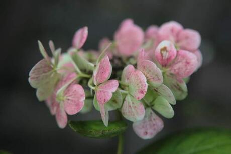 Hortensia