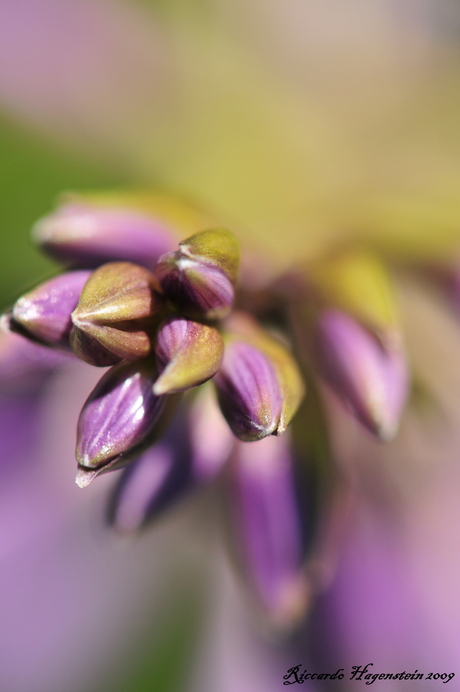 Flowering