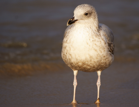 Meeuw op het strand