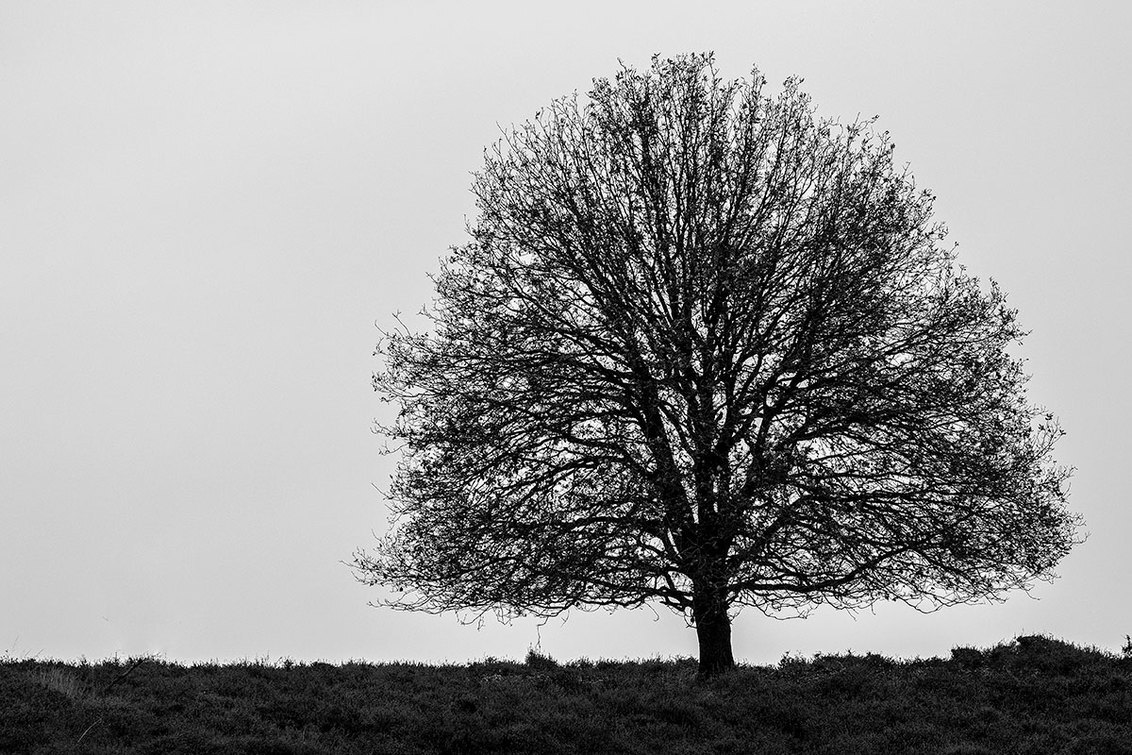 Tree... - Natuurpark de Veluwe... - foto door Christiaan_zoom op 16-11-2015 - deze foto bevat: lucht, wit, boom, herfst, zwart, heide, grijs