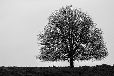 Tree... - Natuurpark de Veluwe... - foto door Christiaan_zoom op 16-11-2015 - deze foto bevat: lucht, wit, boom, herfst, zwart, heide, grijs