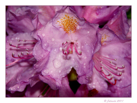 Pink flowers