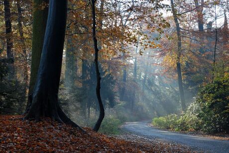 Randenbroeker bos, Amersfoort