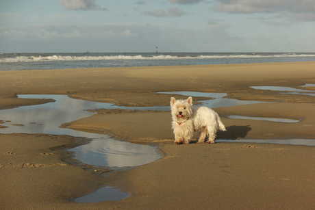 Floortje de zeehond