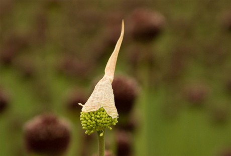 Allium