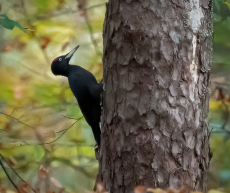 zwarte specht 