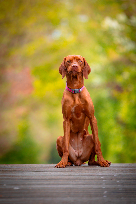 Mijn knappe Vizsla