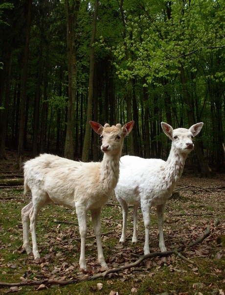 Witte hertjes in de bergen