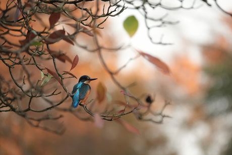 Ijsvogeltje met herfstblaadjes