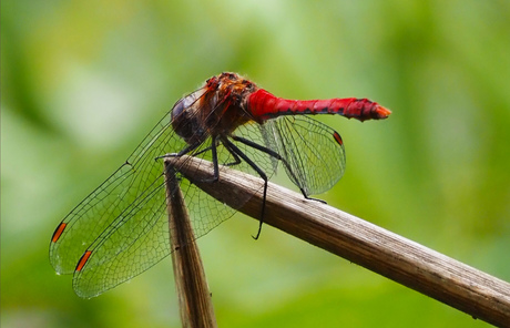 Bloedrode heidelibel