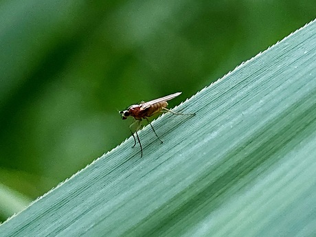 Lonchoptera lutea