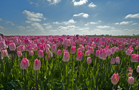 bollenstreek-1.jpg