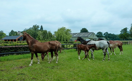 Dieren 168.