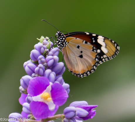 Dierentuin Emmen