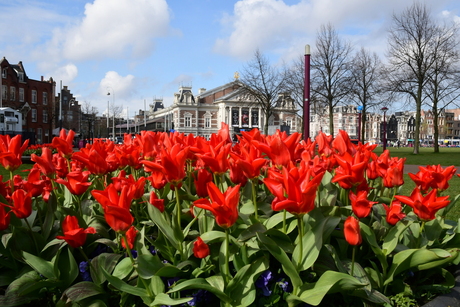 Tulpen @Amsterdam