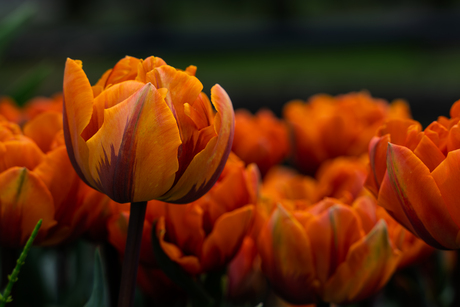 Tulpen