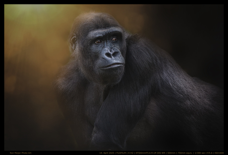 Puber gorilla