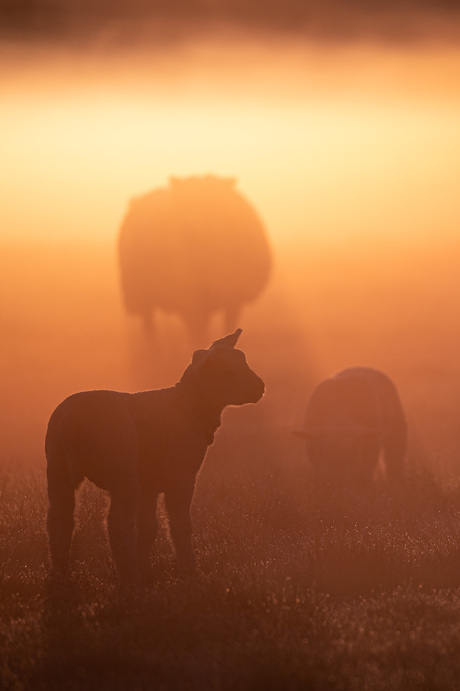 Lammetjes in het gouden ochtendlicht