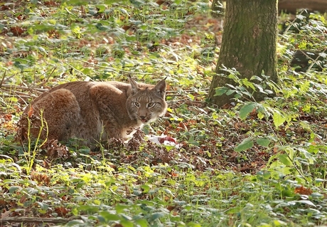 Lynx