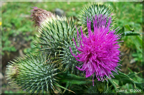 Distel