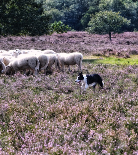 Border Collie houd de schaapjes op het droge