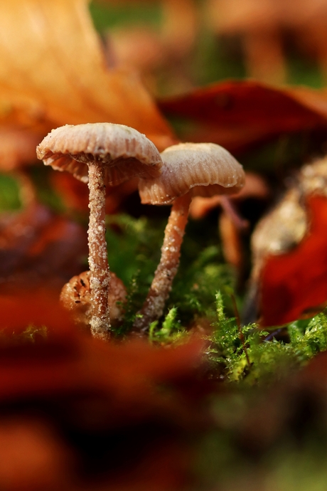 Een gezellig onderonsje in het bos.