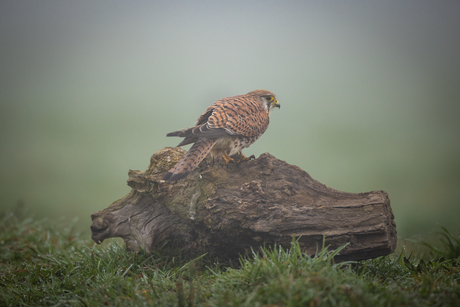 Torenvalk in de mist