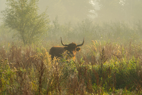 Zonsopgang met hooglander