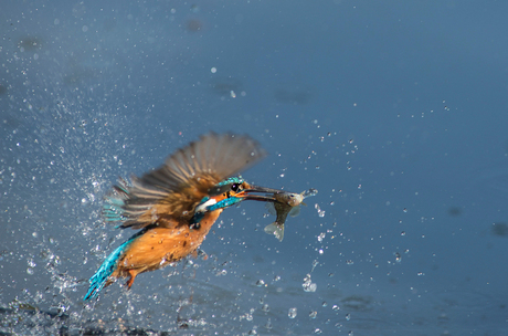 IJsvogel succesvolle duik 2