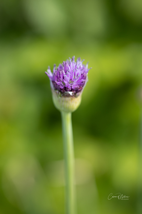Allium hollandicum 