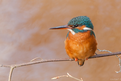 IJsvogel