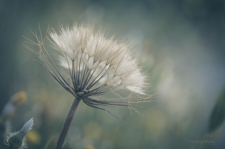 grote pluisbloem