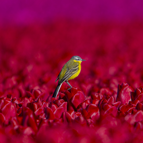 Gele kwikstaart op rode Tulpen