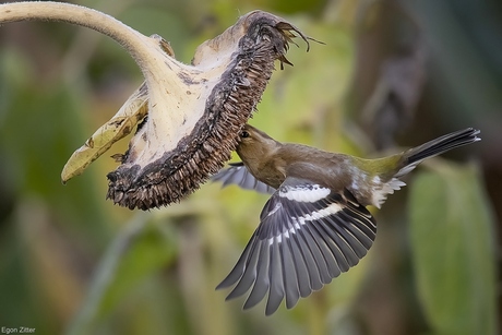 vink en zonnebloem