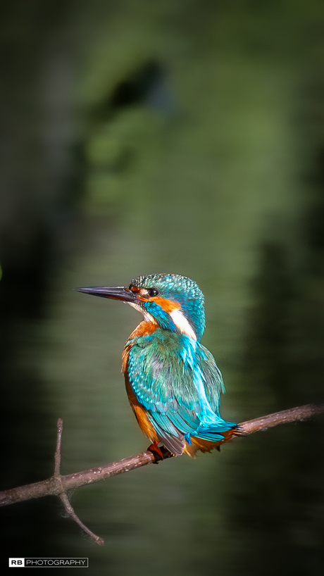 Prachtige ijsvogel 