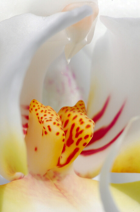 orchidee