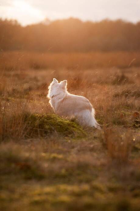 Zonsondergang veluwe